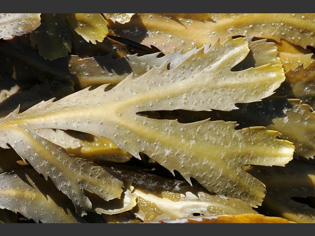 Fucus serratus Saw edged Toothed wrack Brown seaweed images