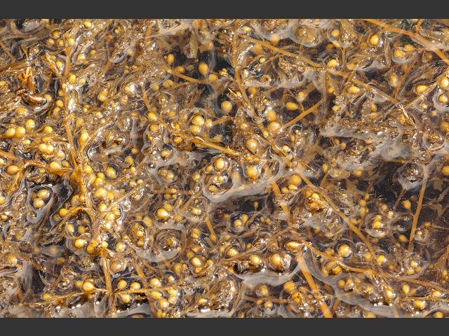 Sargassum muticum Wireweed and Japweed Brown Seaweed Images