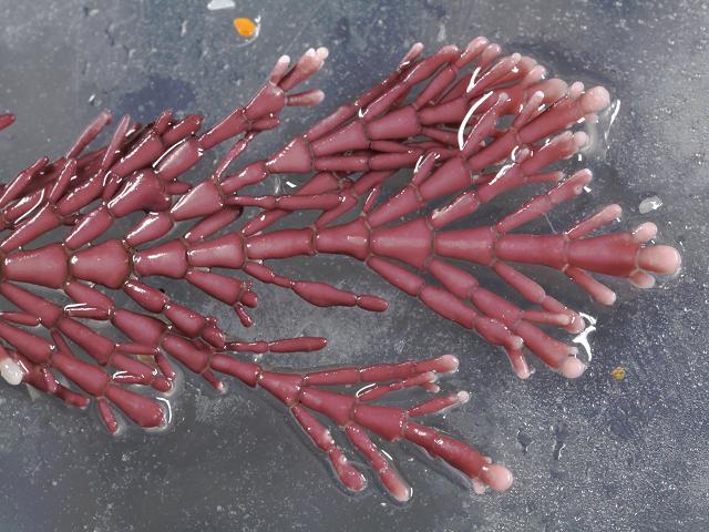 Corallina officinalis Coral Weed Coralline Red Seaweed Images
