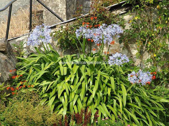 Agapanthus africanus Agapanthus Images