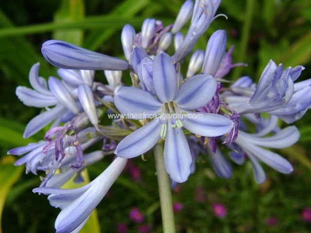 Agapanthus campanulatus Howick Agapanthus Images