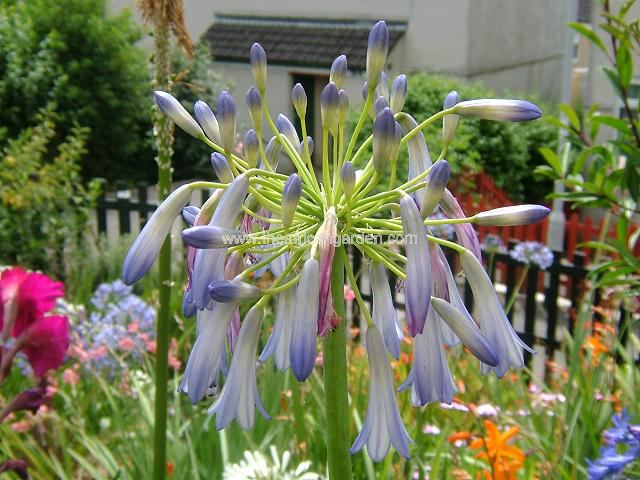 Agapanthus inapertus Agapanthus Images