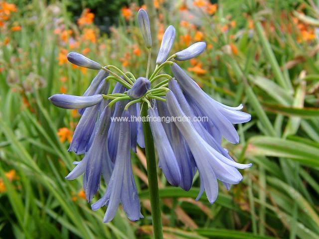 Agapanthus inapertus Pendulus Agapanthus Images