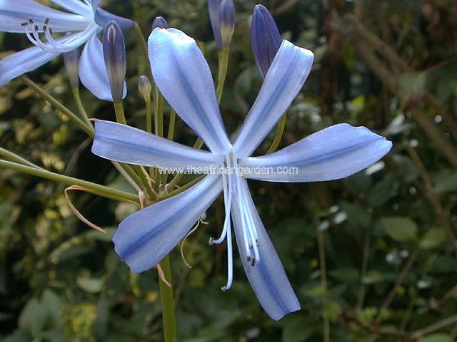 Agapanthus New Blue Agapanthus Images