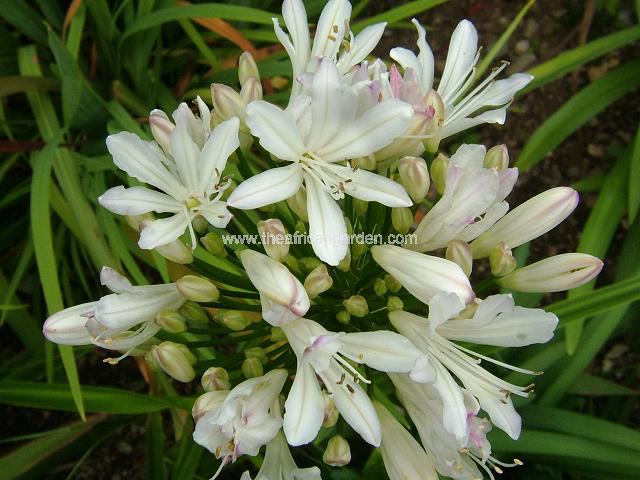 Agapanthus Plas Meryden White Agapanthus Images