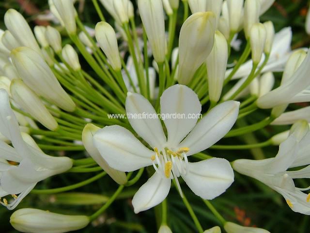 Agapanthus praecox Agapanthus Images
