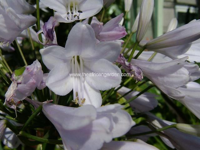 Agapanthus Windsor Grey Agapanthus Images