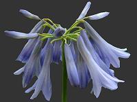 The Lily of the Nile Family Agapanthus Image Index Agapanthaceae