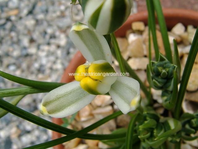 Albuca humilis Albuca Images