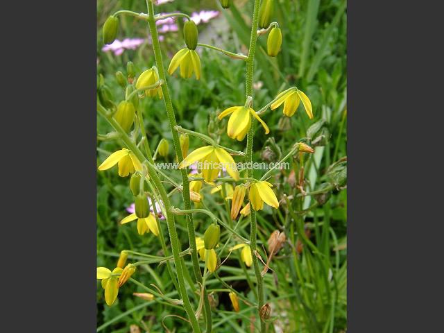 Albuca shawii Albuca Images