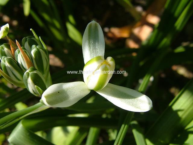 Albuca species G L 13 Albuca Images