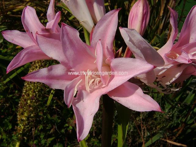 amarcrinum memoria-corsii