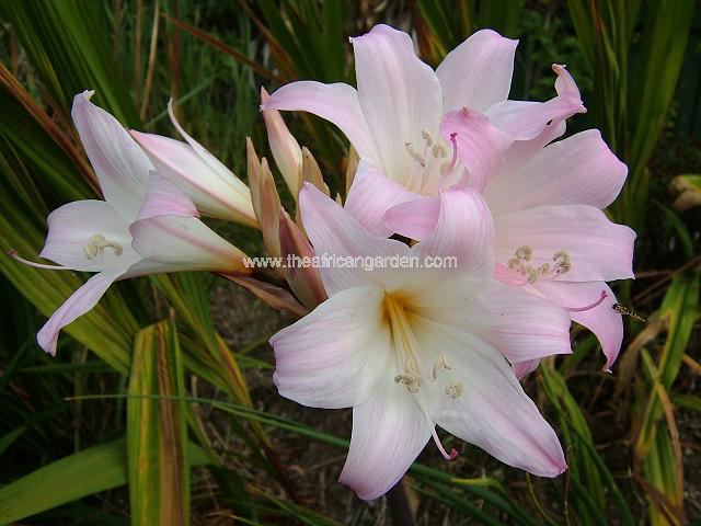 x Amarygria Hannibal Hybrid LHHDF01