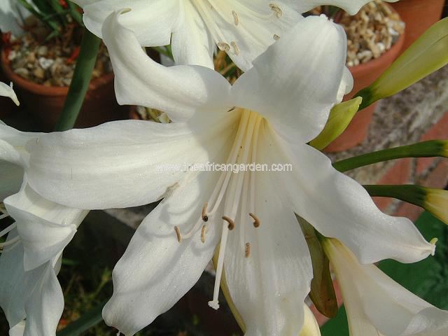 Amaryllis belladonna Alba