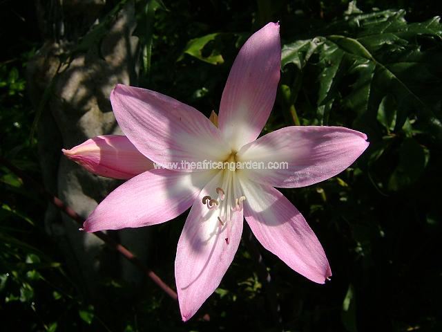 Amaryllis belladonna Camaqua Brazil