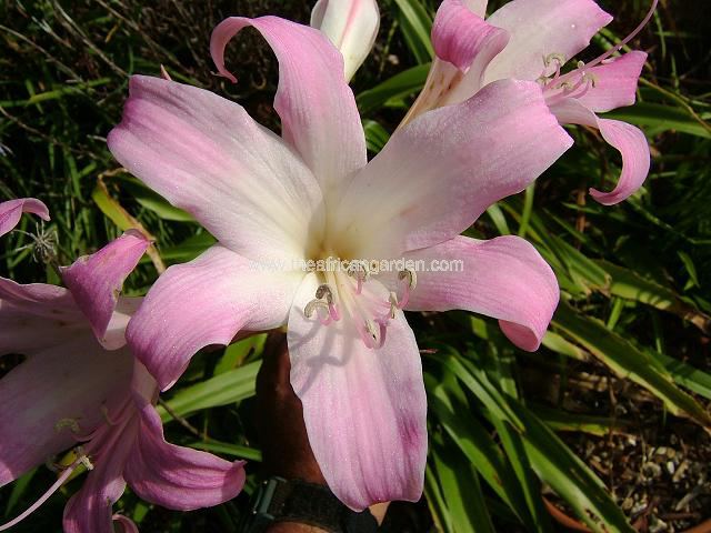 Amaryllis belladonna Galaxy Strain