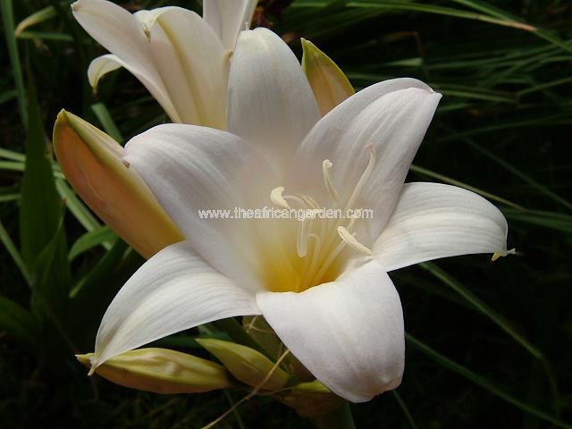 Amaryllis belladonna Amaryllis belladonna Haythor