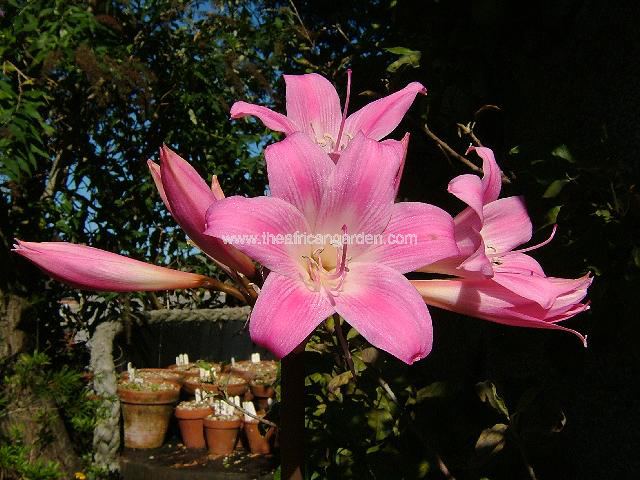 Amaryllis belladonna Amaryllis belladonna Windhoek