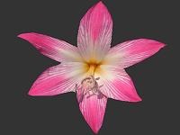 The Amaryllis Family Image Index Amaryllidaceae