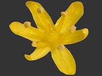 The Asphodel Family Image Index Aspodelaceae