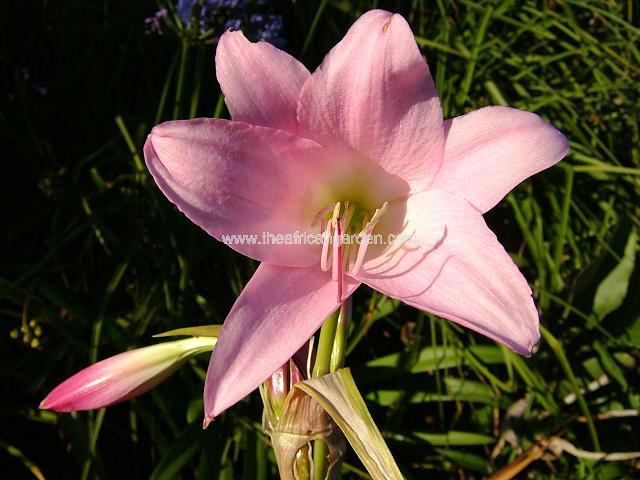 Crinum Cecil Houdyshell Crinum Images
