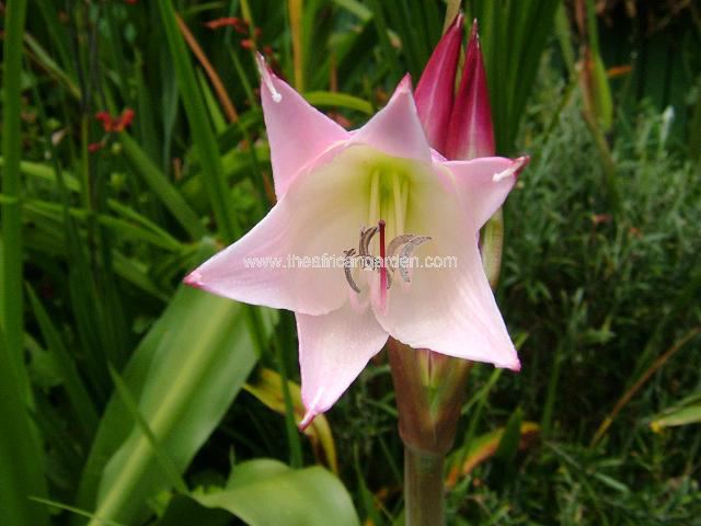 Crinum forbesii x macowanii x moorei Crinum Images