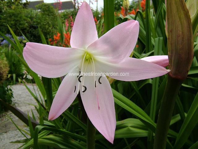 Crinum moorei Crinum Images