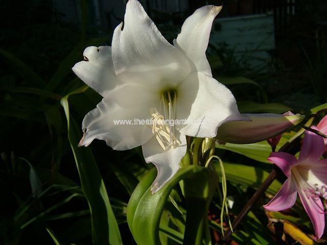 Crinum moorei x abyssinicum white mogul Crinum Images