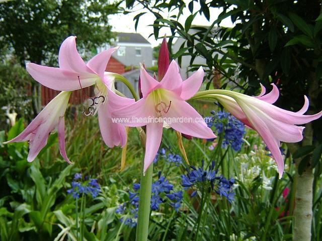 Crinum x powellii Bill Francis Crinum Images