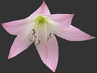 Crinum River or Veldt Lily Image Index including x Amarygria and x Amacrinum Amaryllidaceae