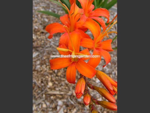 Crocosmia Alistair