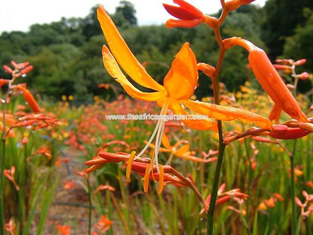Crocosmia aurea Golden Ballerina