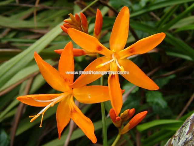 Crocosmia aurea Maculata