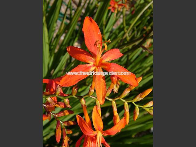 Crocosmia aurea x paniculata Castle Ward Late