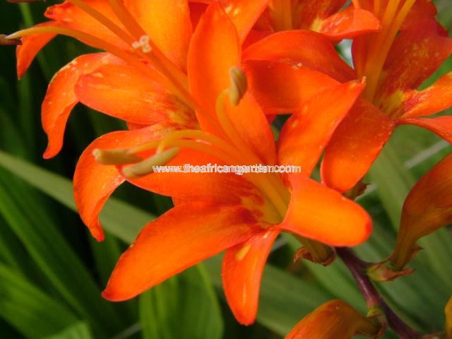 Crocosmia masoniorum