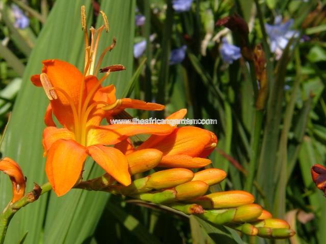 Crocosmia masoniorum Satans Nek