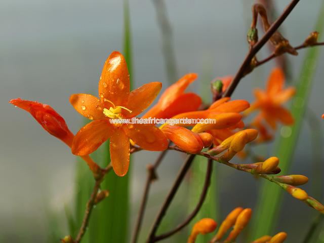 Crocosmia mathewsiana