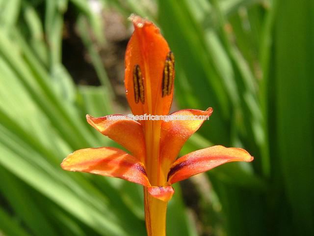 Crocosmia paniculata Kologha