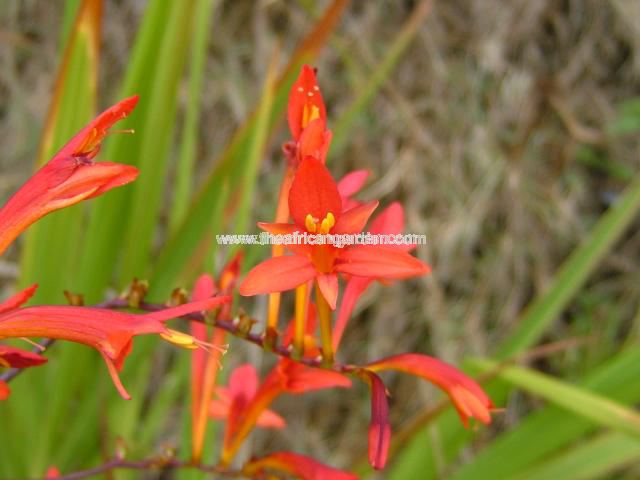 Crocosmia paniculata Natal Red Aunt Liza