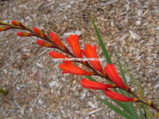 Crocosmia pottsii CDR109