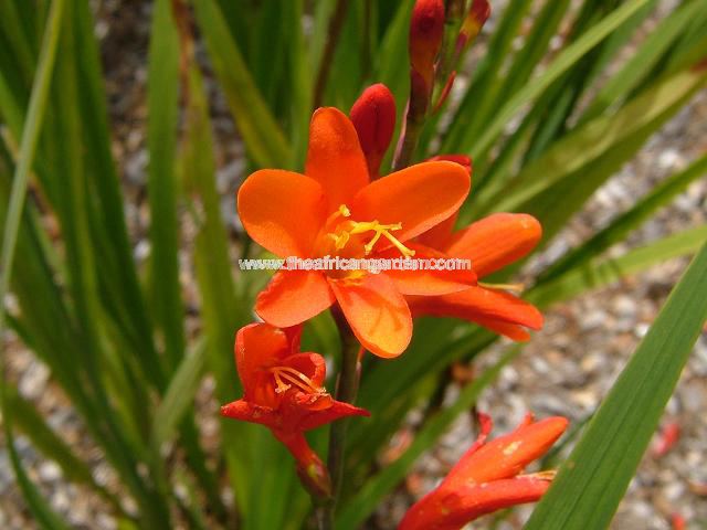 Crocosmia pottsii Princess