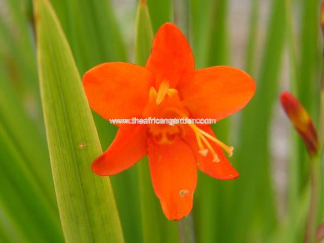 Crocosmia pottsii Red Star