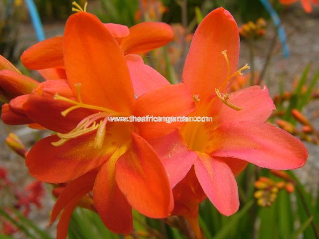 Crocosmia Severn Sunrise
