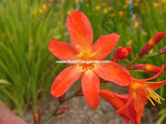 Crocosmia x crocosmiiflora Carminea