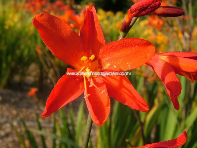 Crocosmia x crocosmiiflora Mars