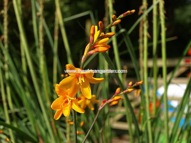 Crocosmia x crocosmiiflora Merryman