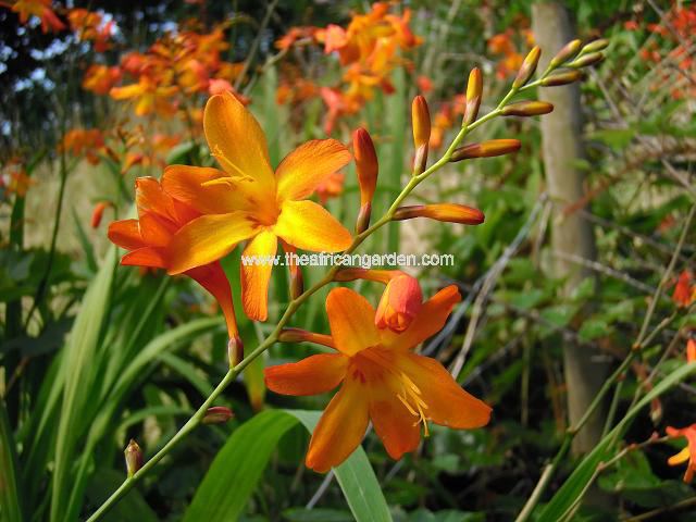 Crocosmia x crocosmiiflora Common Montbretia
