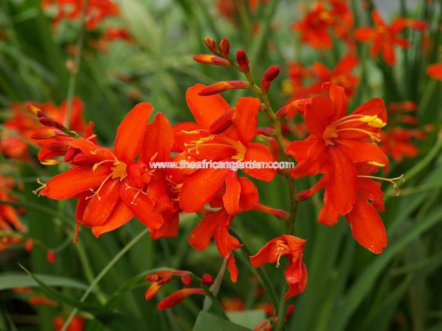 Crocosmia x crocosmiiflora Zeal Tan