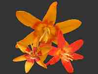 The African Garden Crocosmia Hybrid and Montbretia Image Index A-C Iridaceae
