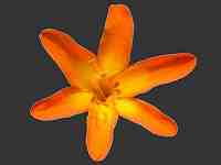 The African Garden Crocosmia Species and Primary Hybrid Image Index Iridaceae